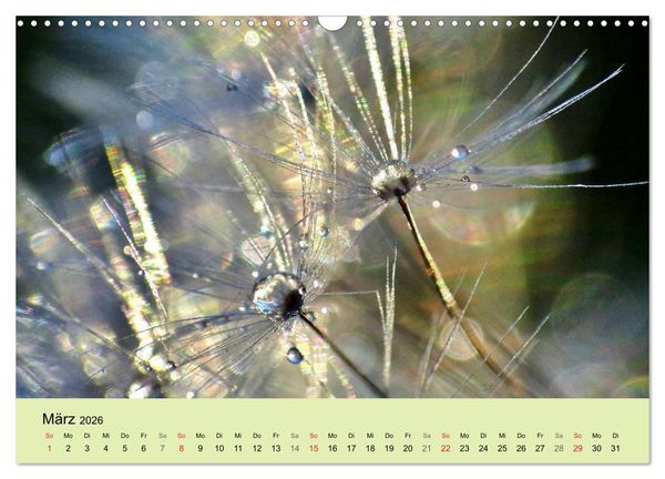 Produktbild: Naturjuwel Pusteblume (Wandkalender 2026 DIN A3 quer), CALVENDO Monatskalender