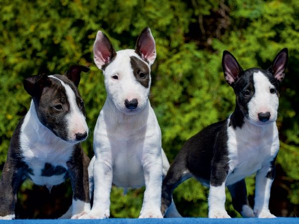 Produktbild: CALVENDO Puzzle Bullterrier | 1000 Teile Lege-Gr&ouml;&szlig;e 64x48cm Foto-Puzzle f&uuml;r gl&uuml;ckliche Stunden