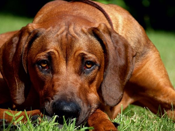 Produktbild: CALVENDO Puzzle Ein Motiv aus dem Kalender Ridgebacks - Hunde aus Afrika | 1000 Teile Lege-Gr&ouml;&szlig;e 64x48cm Foto-Puzzle f&uuml;r gl&uuml;ckliche Stunden
