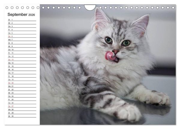Produktbild: Bezaubernde Rassekatzen (Wandkalender 2026 DIN A4 quer), CALVENDO Monatskalender