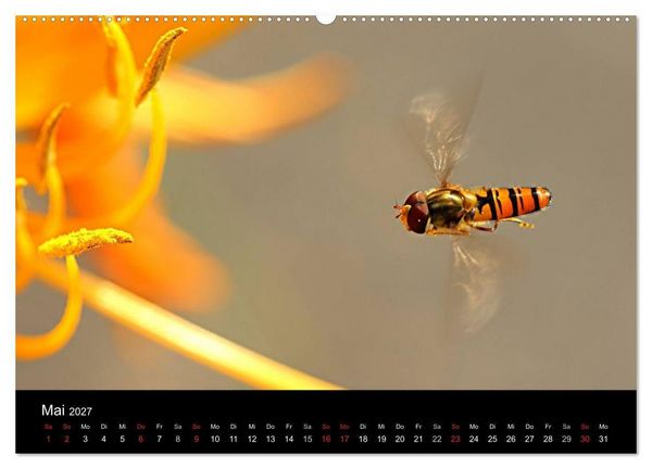 Produktbild: Makro-Kalender 2027 (hochwertiger Premium Wandkalender 2027 DIN A2 quer), Kunstdruck in Hochglanz