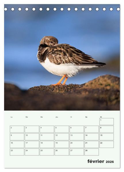 Produktbild: Le monde intime des oiseaux (Calendrier de bureau 2026 DIN A5 horizontal), CALVENDO calendrier mensuel