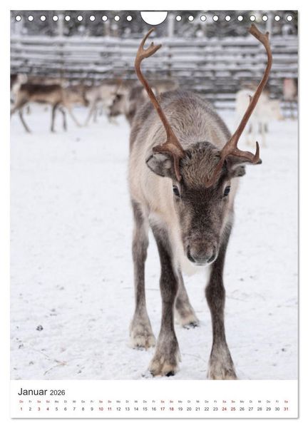 Produktbild: Winter in Lappland - Bezaubernde Sch&ouml;nheit (Wandkalender 2026 DIN A4 hoch), CALVENDO Monatskalender