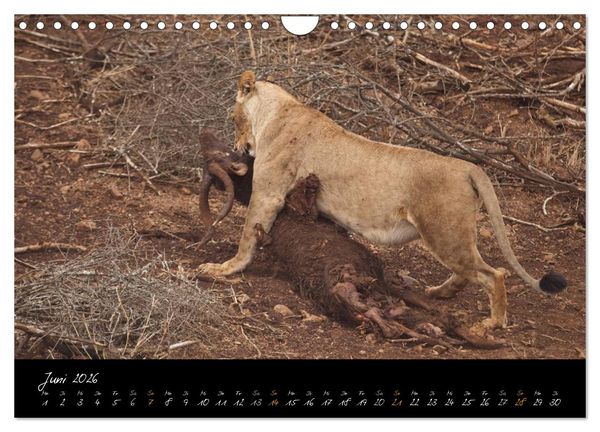 Produktbild: Wilde L&ouml;wen (Wandkalender 2026 DIN A4 quer), CALVENDO Monatskalender