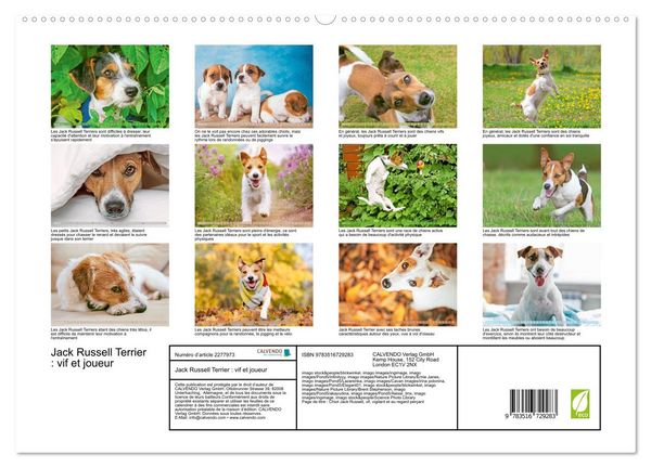 Produktbild: Jack Russell Terrier : vif et joueur (Calendrier mural 2026 DIN A2 vertical) calendrier de bureau