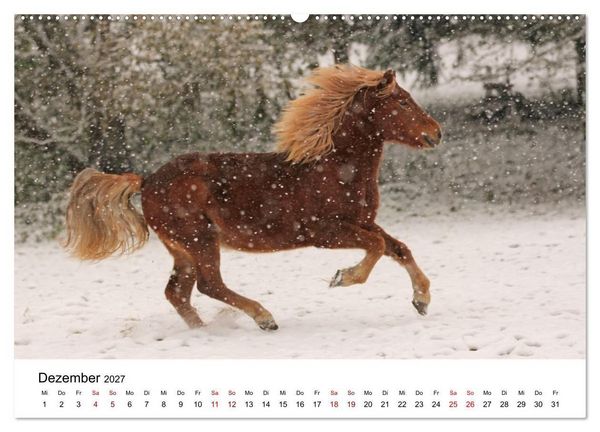 Produktbild: Islandpferde - Hufschlag aus Feuer und Eis (hochwertiger Premium Wandkalender 2027 DIN A2 quer), Kunstdruck in Hochglanz
