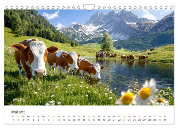 Produktbild: Gl&uuml;ckliche Bergk&uuml;he - Leben auf der Alm (Wandkalender 2026 DIN A4 quer), CALVENDO Monatskalender