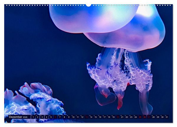 Produktbild: In der Welt der Medusen (Wandkalender 2026 DIN A2 quer), CALVENDO Monatskalender