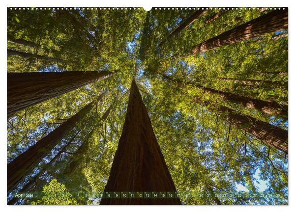 Produktbild: Spaziergang im Wald (hochwertiger Premium Wandkalender 2026 DIN A2 quer), Kunstdruck in Hochglanz