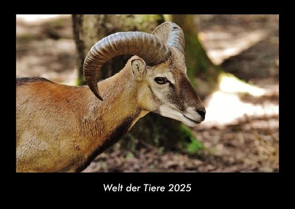 Produktbild: Welt der Tiere 2025 Fotokalender DIN A3