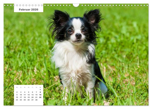 Produktbild: Rassehunde (Wandkalender 2026 DIN A3 quer), CALVENDO Monatskalender