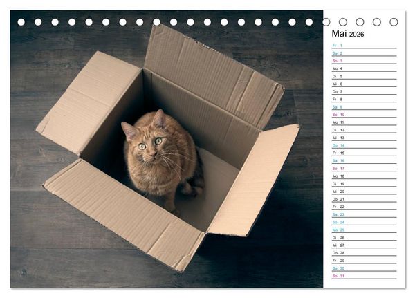 Produktbild: Karton Katzen (Tischkalender 2026 DIN A5 quer), CALVENDO Monatskalender