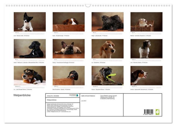 Produktbild: Welpenblicke (Wandkalender 2026 DIN A2 quer), CALVENDO Monatskalender