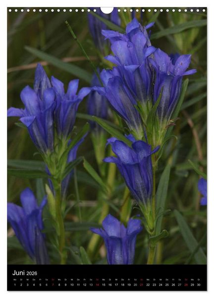 Produktbild: Seltene Wildblumen (Wandkalender 2026 DIN A3 hoch), CALVENDO Monatskalender