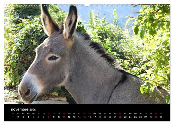 Produktbild: La Corse Ile de Beaut&eacute; (Calendrier mural 2026 DIN A2 vertical) calendrier de bureau