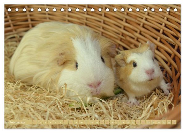 Produktbild: BABY Meerschweinchen Traumhaft s&uuml;&szlig; (Tischkalender 2026 DIN A5 quer), CALVENDO Monatskalender
