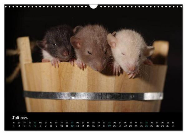 Produktbild: Fellnasen. Die bunte Welt der Farbratten. (Wandkalender 2026 DIN A3 quer), CALVENDO Monatskalender