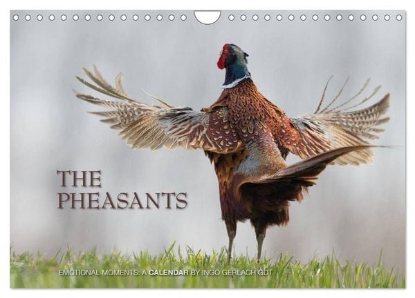 Produktbild: Emotional Moments: The pheasants. UK-Version (Wall Calendar 2026 DIN A4 landscape), CALVENDO 12 Month Wall Calendar