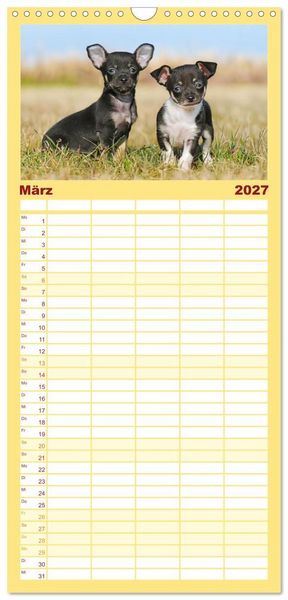 Produktbild: Familienplaner 2027 - Enegieb&uuml;ndel Chihuahua - Temperament auf vier Pfoten mit 5 Spalten (Wandkalender, 21 x 45 cm) CALVENDO