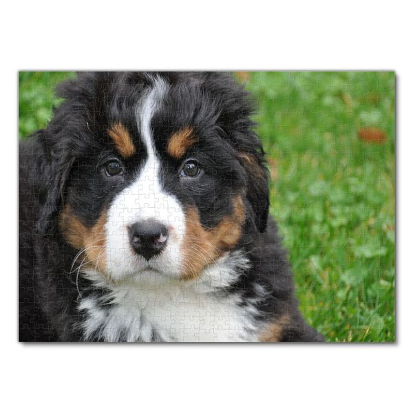 Produktbild: Lais Puzzle Berner Sennenhund 500 Teile