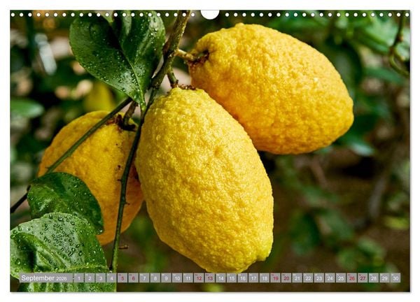 Produktbild: Bio Zitrus Garten (Wandkalender 2026 DIN A3 quer), CALVENDO Monatskalender