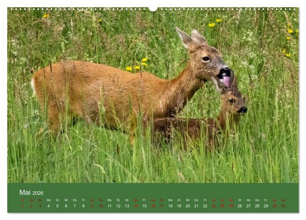 Produktbild: Augen auf - versteckte Tierwelt (Wandkalender 2026 DIN A2 quer), CALVENDO Monatskalender