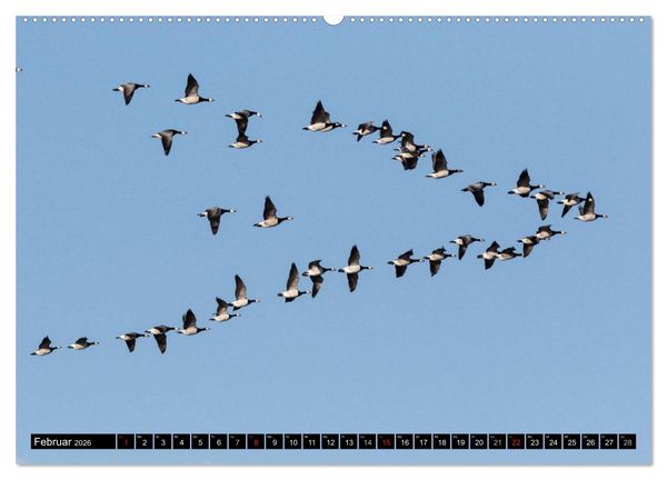 Produktbild: Gefiederte Sch&ouml;nheiten - Wildg&auml;nse in Norddeutschland (Wandkalender 2026 DIN A2 quer), CALVENDO Monatskalender