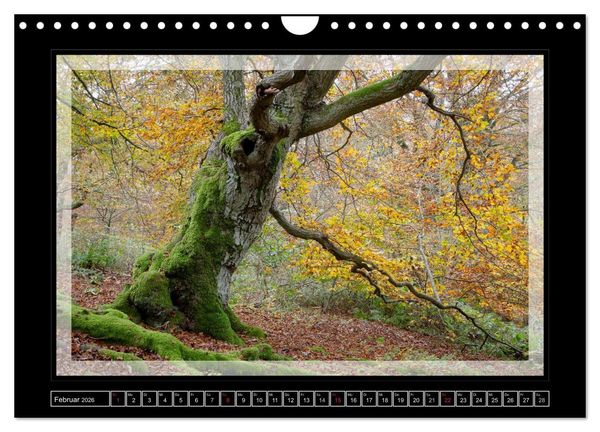 Produktbild: Zauberwald HALLOH (Wandkalender 2026 DIN A4 quer), CALVENDO Monatskalender