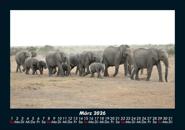 Produktbild: Elefanten - Die sanften Riesen Afrikas 2026 Fotokalender DIN A5