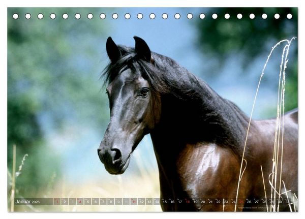 Produktbild: Edle spanische Pferde - Pura Raza Espanola (Tischkalender 2026 DIN A5 quer), CALVENDO Monatskalender