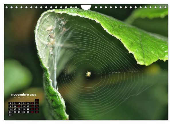 Produktbild: Araign&eacute;es et insectes (Calendrier mural 2026 DIN A4 vertical), CALVENDO calendrier mensuel