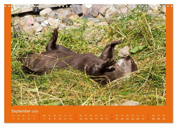 Produktbild: Tierkinder (Wandkalender 2026 DIN A3 quer), CALVENDO Monatskalender