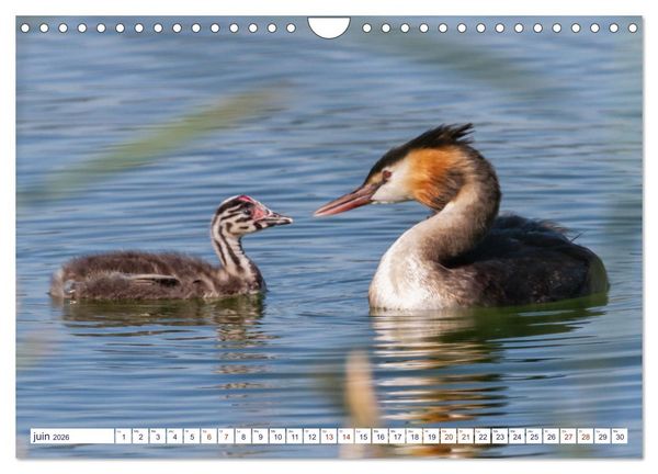 Produktbild: Oiseaux aquatiques en famille (Calendrier mural 2026 DIN A4 vertical), CALVENDO calendrier mensuel