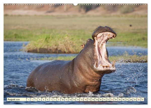 Produktbild: Wildes Leben in Botswana (hochwertiger Premium Wandkalender 2026 DIN A2 quer), Kunstdruck in Hochglanz