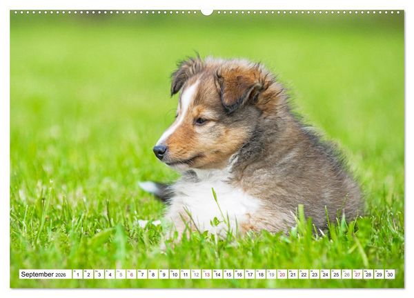Produktbild: H&uuml;tehund der Shetland Inseln - Shetland Sheepdog (Wandkalender 2026 DIN A2 quer), CALVENDO Monatskalender
