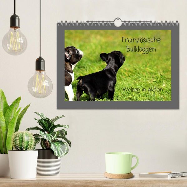 Produktbild: Franz&ouml;sische Bulldoggen (Wandkalender 2027 DIN A4 quer), CALVENDO Monatskalender