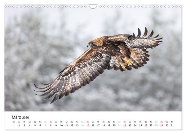 Produktbild: Tierwelt Skandinaviens (Wandkalender 2026 DIN A3 quer), CALVENDO Monatskalender