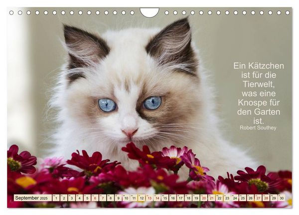 Produktbild: Samtpfoten Lebendige Poesie (Wandkalender 2025 DIN A4 quer), CALVENDO Monatskalender