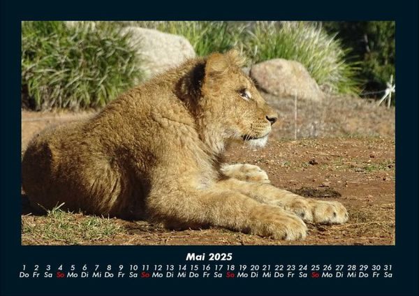 Produktbild: L&ouml;wen in der Wildnis 2025 Fotokalender DIN A4