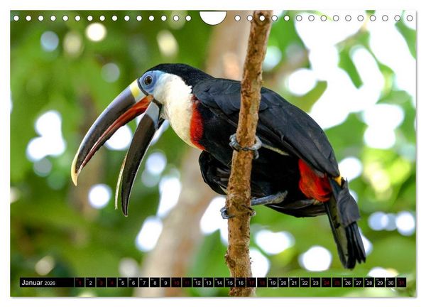 Produktbild: Amazonas - Faszination Regenwald (Wandkalender 2026 DIN A4 quer), CALVENDO Monatskalender