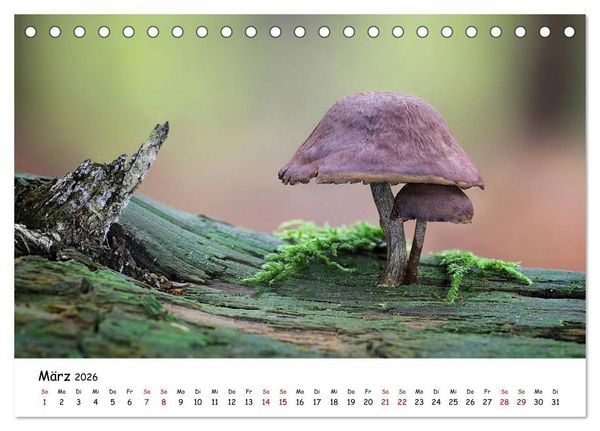 Produktbild: Pilzgalerie - Die bunte Welt der Baumpilze (Tischkalender 2026 DIN A5 quer), CALVENDO Monatskalender