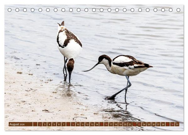 Produktbild: Die Vogelwelt der Camargue (Tischkalender 2026 DIN A5 quer), CALVENDO Monatskalender