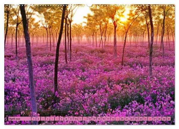 Produktbild: Lila - die mystische Farbe (Wandkalender 2026 DIN A2 quer), CALVENDO Monatskalender