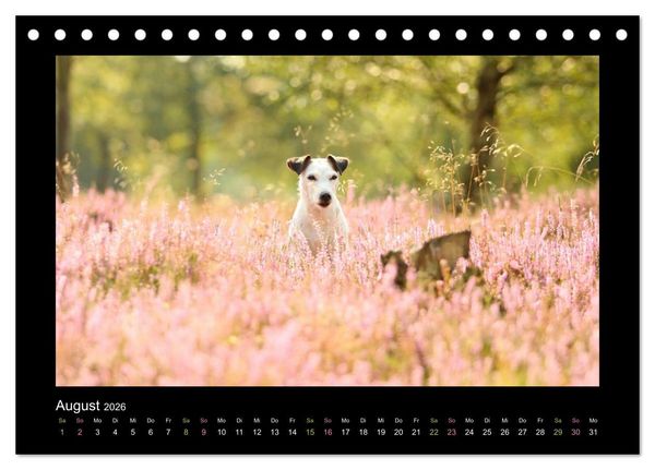 Produktbild: Die Parsons (Tischkalender 2026 DIN A5 quer), CALVENDO Monatskalender