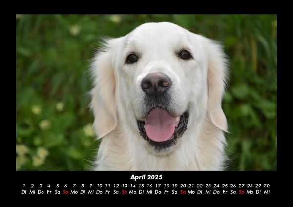 Produktbild: Hundezauber 2025 Fotokalender DIN A3