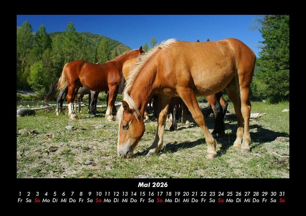 Produktbild: Die Welt der Pferde 2026 Fotokalender DIN A3