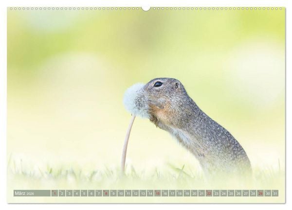 Produktbild: Liebenswerte Ziesel - vom Aussterben bedrohte Nagetiere (Wandkalender 2026 DIN A2 quer), CALVENDO Monatskalender