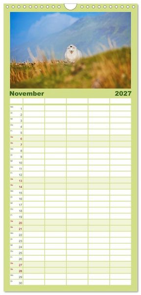 Produktbild: Familienplaner 2027 - Schafe - Weich und wollig mit 5 Spalten (Wandkalender, 21 x 45 cm) CALVENDO