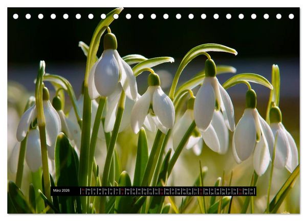 Produktbild: Bl&uuml;ten-Zauber am Wegesrand 2026 (Tischkalender 2026 DIN A5 quer), CALVENDO Monatskalender