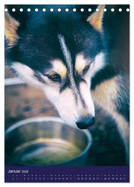 Produktbild: Huskies - Artwork (Tischkalender 2026 DIN A5 hoch), CALVENDO Monatskalender